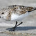Sanderling
